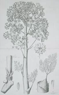 Apiaceae Gallery: Ferula galbaniflua, galbanum