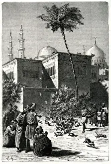 Egypt Prints: FESTIVAL OF CATS / CAIRO