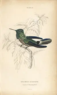 Hummingbirds Prints: Festive coquette, Lophornis chalybeus