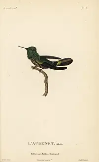 Festive coquette, Lophornis chalybeus