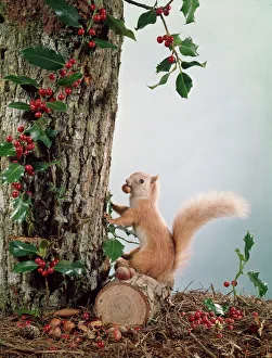Festive Gallery: Festive Nutty Squirrel 3