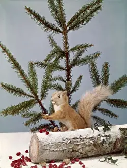 Festive Nutty Squirrel 4