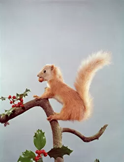 Tableau Collection: Festive Nutty Squirrel