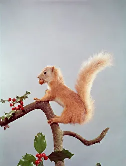 Festive Gallery: Festive Nutty Squirrel
