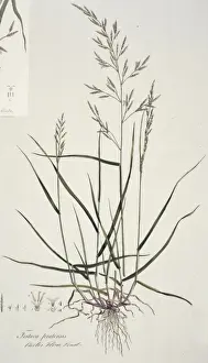 Fesuca pratensis, meadow fescue