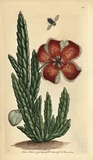 Polydore Prints: Fetid stapelia or carrion flower, Stapelia hirsuta