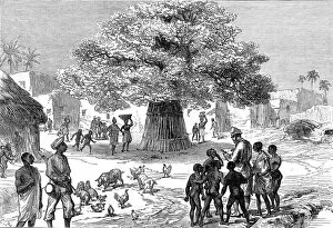Images Dated 15th March 2005: Fetish tree in a village near Cape Coast Castle, 1873