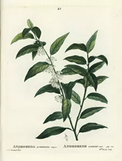 Arbustes Gallery: Fetterbush, Andromeda acuminata