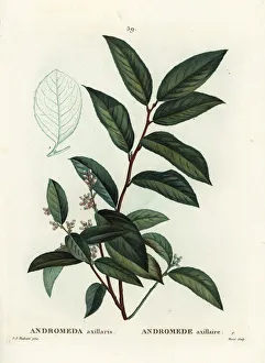Arbustes Gallery: Fetterbush, Andromeda axillaris