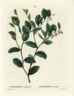 Arbustes Gallery: Fetterbush, Andromeda marginata