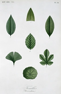 Feuilles Nervation from Le Regne Vegetal plantes agricoles Feuilles Nervation from Le Regne Vegetal plantes agricoles