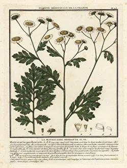 Colour Printing Prints: Feverfew, Tanacetum parthenium