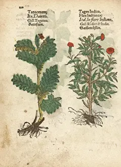 Indica Prints: Feverfew, Tanacetum parthenium, and Mexican