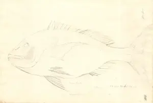 George Forster Prints: Ff. 208 sketch by George Forster