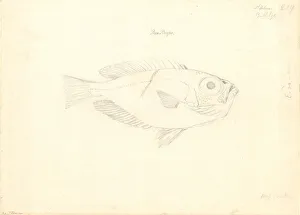 Forster Collection: Ff. 219 sketch by George Forster