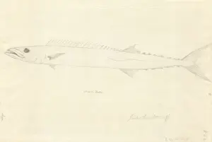 1754 1794 Prints: Ff. 222 sketch by George Forster