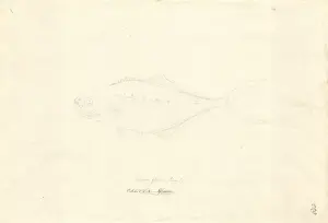 Ff. 229 sketch by George Forster