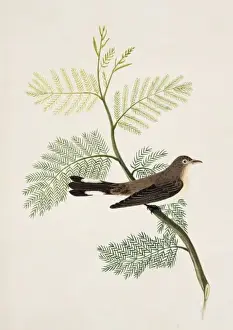Ficedula parva, red-breasted flycatcher
