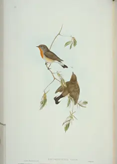 Fly Catcher Prints: Ficedula parva, red-breasted flycatcher
