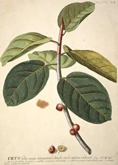 Banyan Prints: Ficus bengalensis, banyan tree