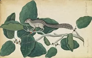 Rosid Gallery: Ficus benghalensis and squirrel