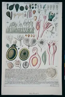 Rosales Prints: Ficus carica, common fig