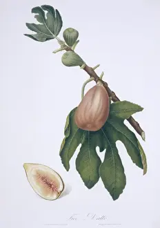Ficus carica, fig