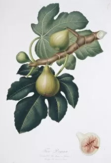 Edible Gallery: Ficus carica, fig
