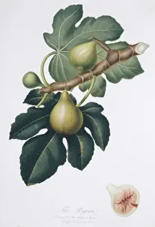 Rosales Prints: Ficus carica, fig
