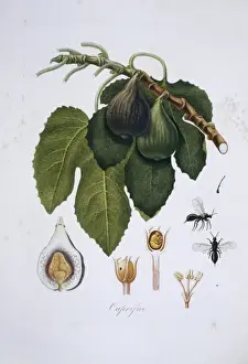 Giorgio Prints: Ficus carica, fig tree