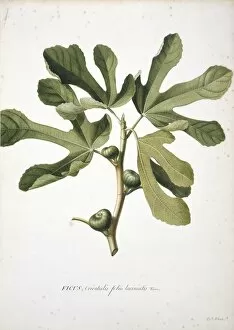 Georg Dionysius Ehret Collection: Ficus carica L. Fig