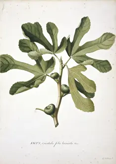 Ehret Prints: Ficus carica L. Fig