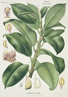 Rosid Gallery: Ficus elastica, Indian rubber tree