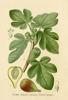 Figuier Prints: Ficus (Fig)