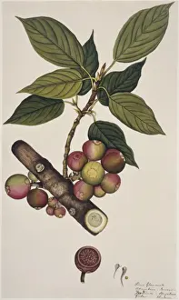 Edible Prints: Ficus glomerata, doomar or gular