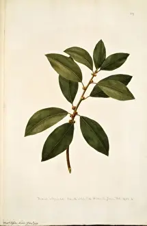 Leaved Prints: Ficus obliqua, small leaved fig tree