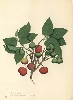 Rosales Prints: Ficus racemosa, cluster fig