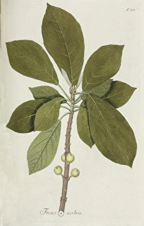 Ficus scabra Ficus scabra