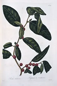 Ficus tinctoria, dye fig