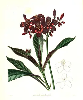 Fiddle-leaved jatropha, Jatropha panduraefolia