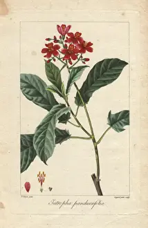 Pancracebessa Prints: Fiddlehead jatropha, Jatropha pandurifolia