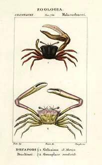 Crustacean Collection: Fiddler crab and angular crab