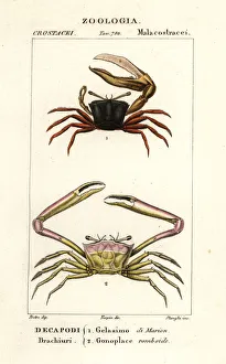 Images Dated 27th March 2020: Fiddler crab and angular crab