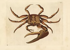 Naturalists Collection: Fiddler crab, Uca tangeri