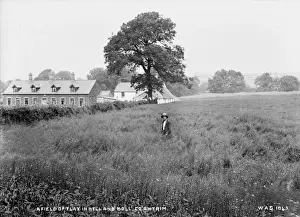 A Field of Bell and Boll, Co. Antrim