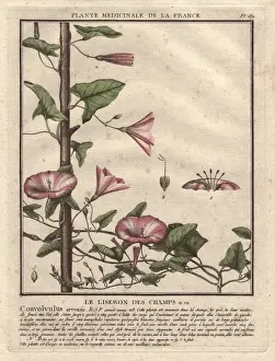Bulliard Prints: Field bindweed, Convolvulus arvensis