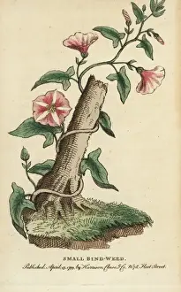 Field bindweed, Convolvulus arvensis
