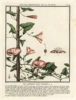 Field bindweed, Convolvulus arvensis