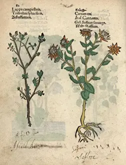 Field bur, Tribulus sylvestris, and safflower