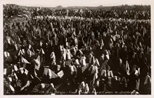 Palmas Prints: Field of Chumbera Nopal Cactus (Prickly Pear) at Las Palmas